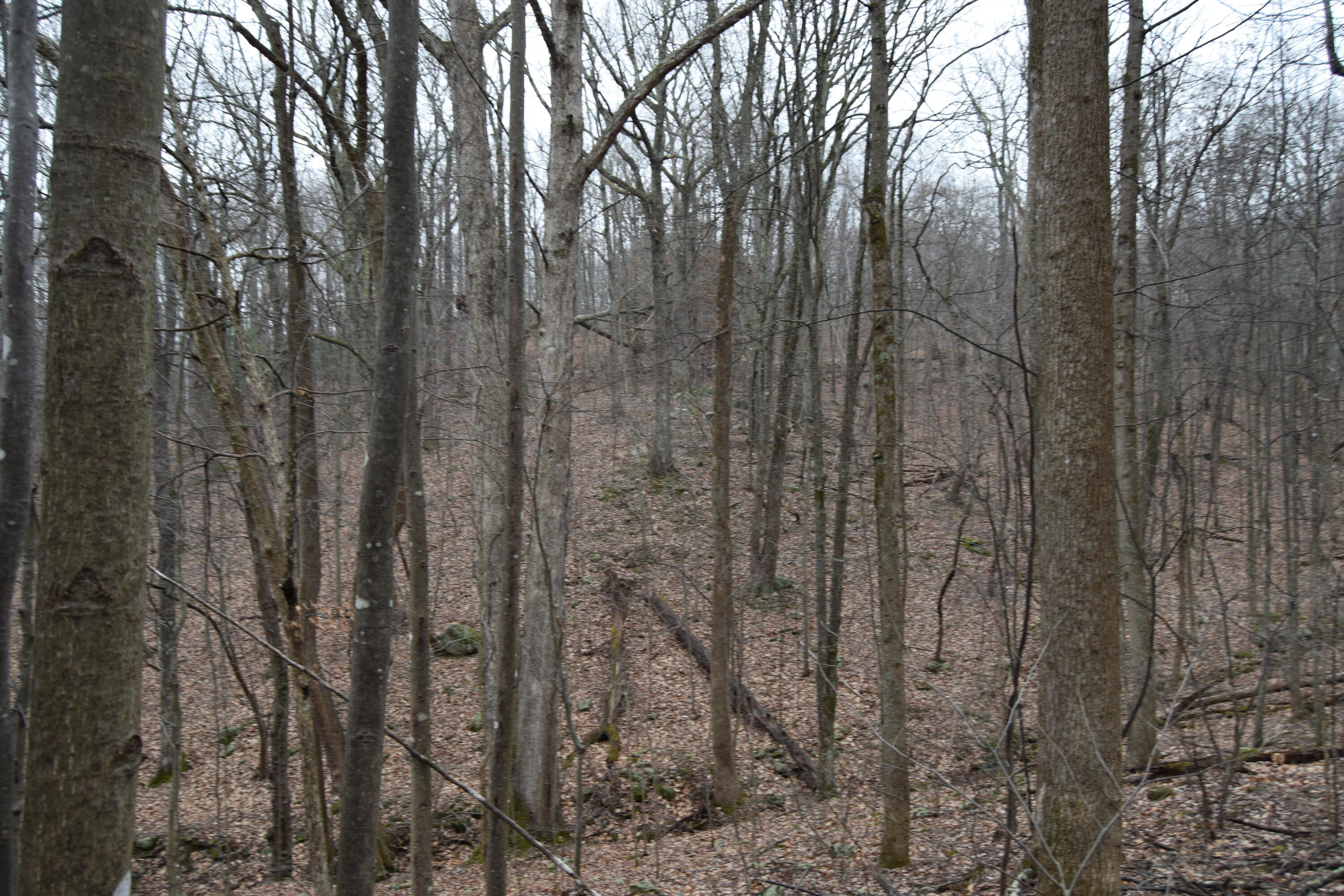0 Hickory Falls Road Blue Ridge, VA 24064 - Photo 17 of 37 a view of a yard with a large tree