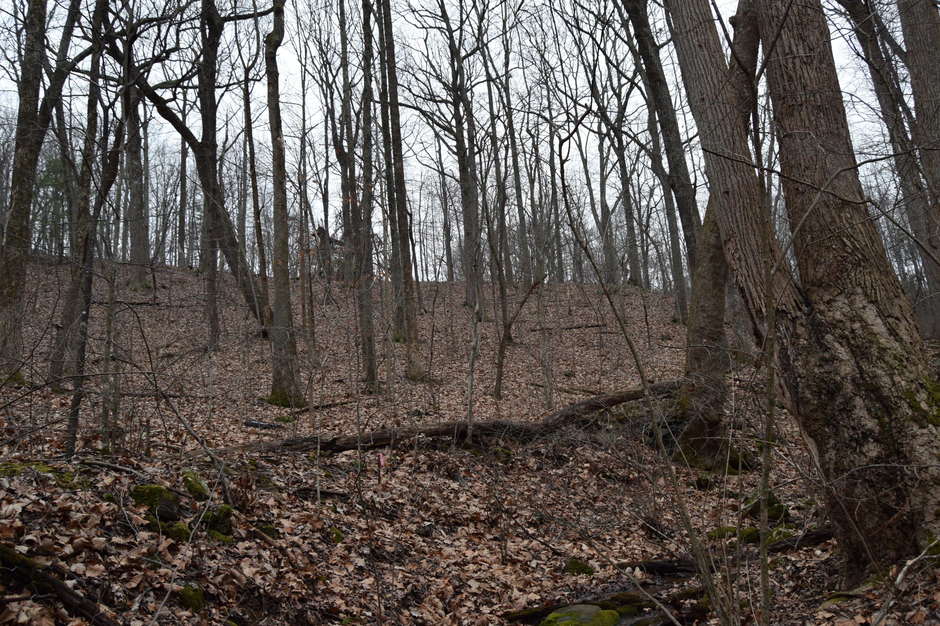 0 Hickory Falls Road Blue Ridge, VA 24064 - Photo 20 of 37 a view of a yard with lots of trees