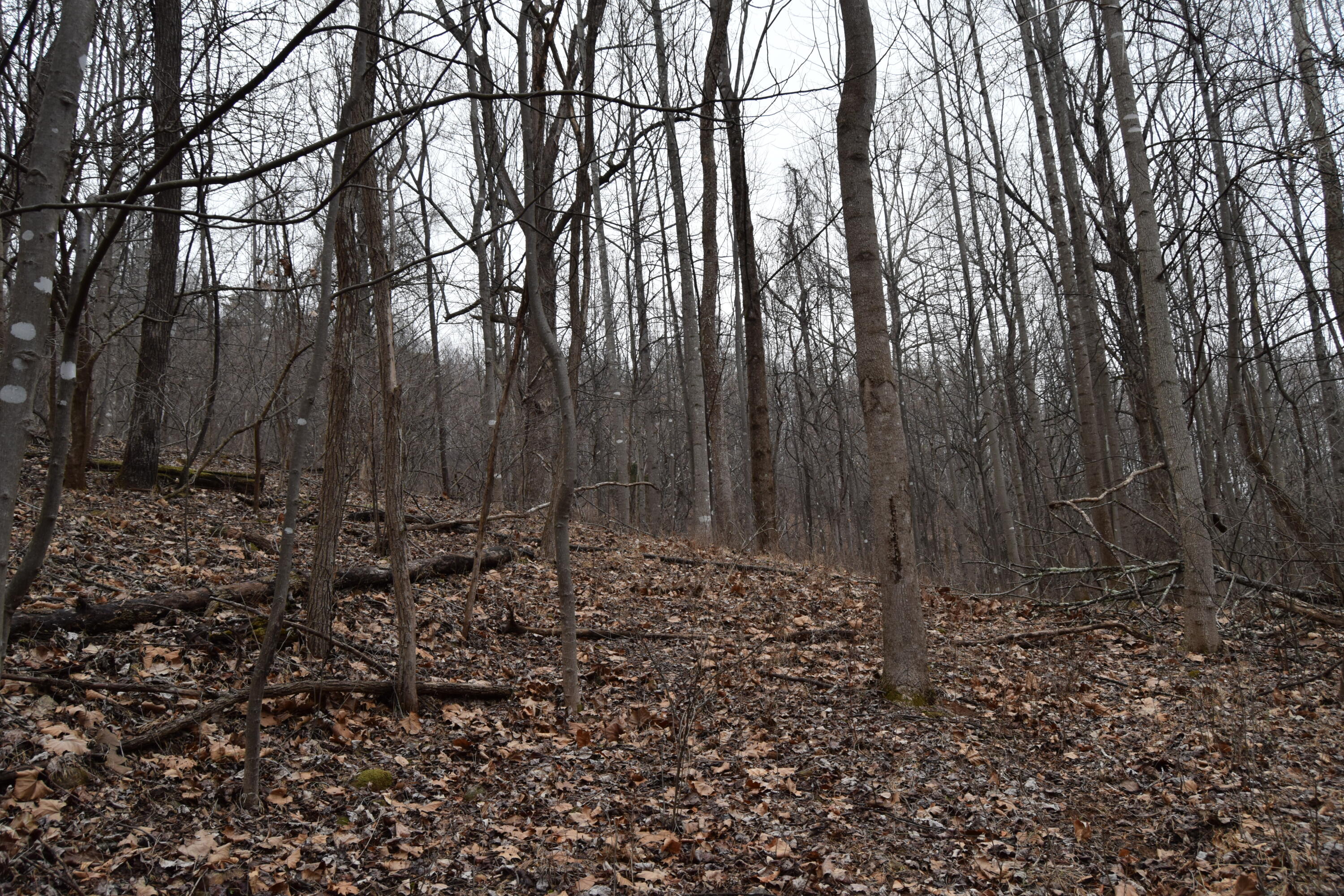 0 Hickory Falls Road Blue Ridge, VA 24064 - Photo 22 of 37 a big yard with lots of green space