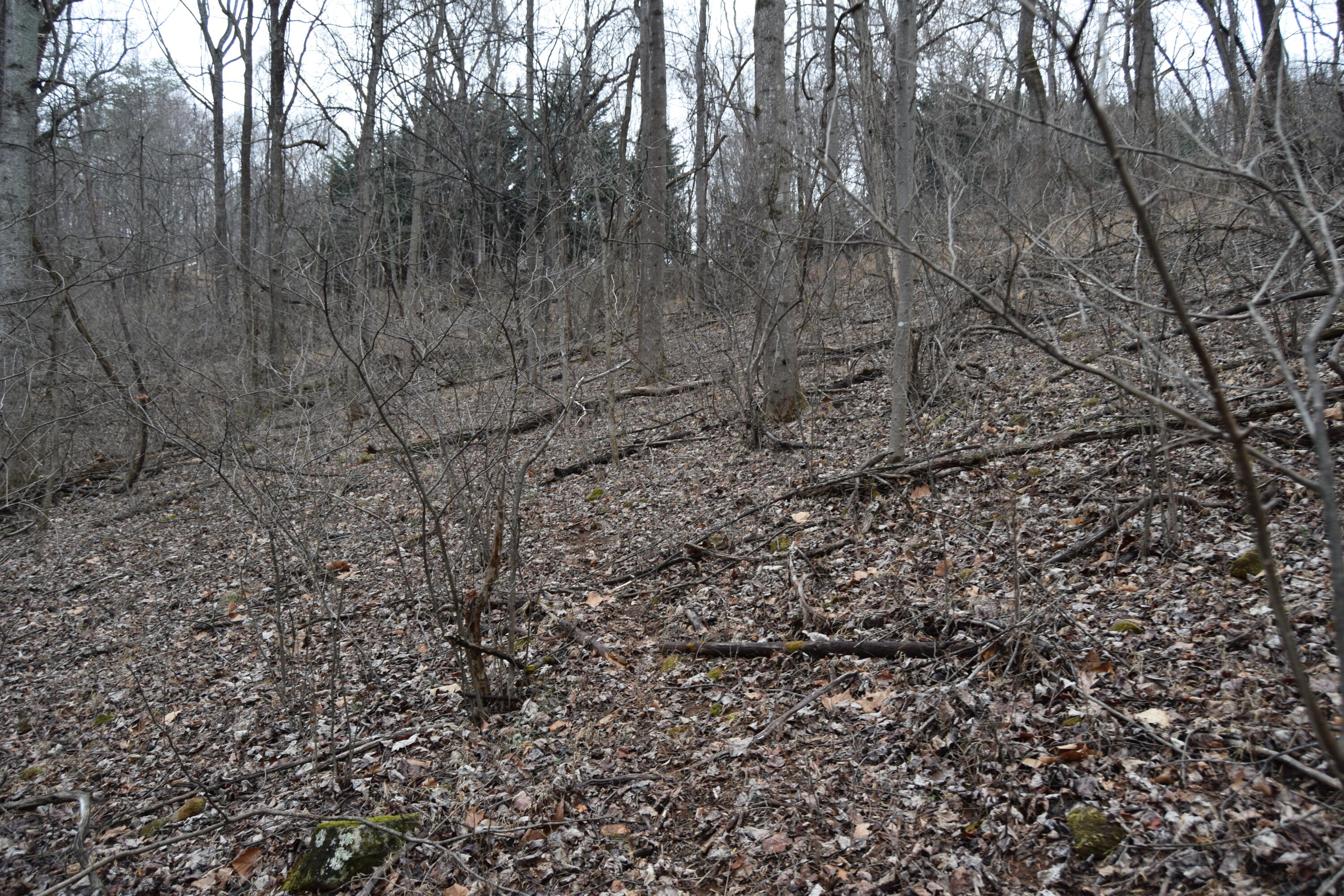 0 Hickory Falls Road Blue Ridge, VA 24064 - Photo 23 of 37 a view of a yard with lots of bushes