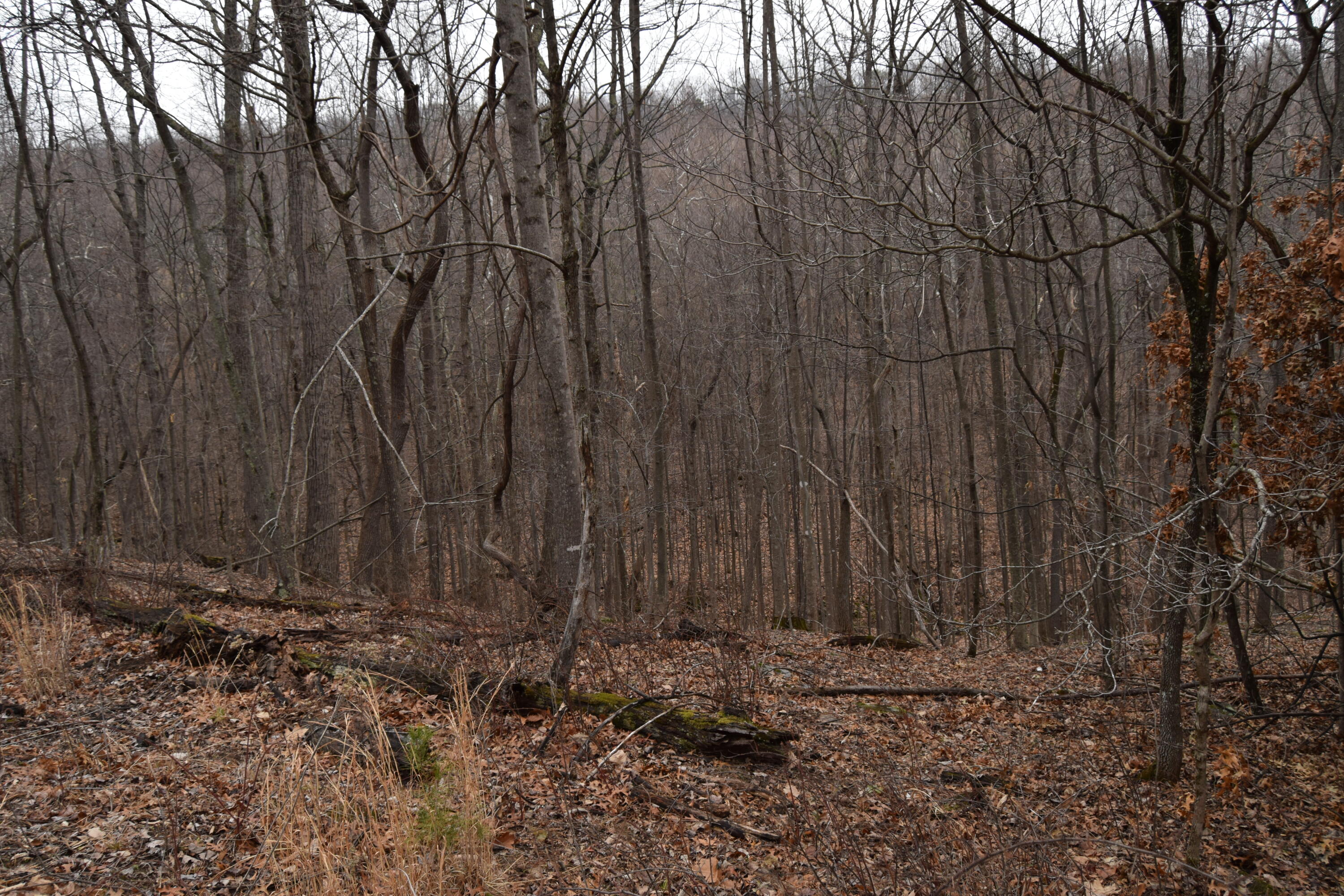 0 Hickory Falls Road Blue Ridge, VA 24064 - Photo 26 of 37 a view of a backyard