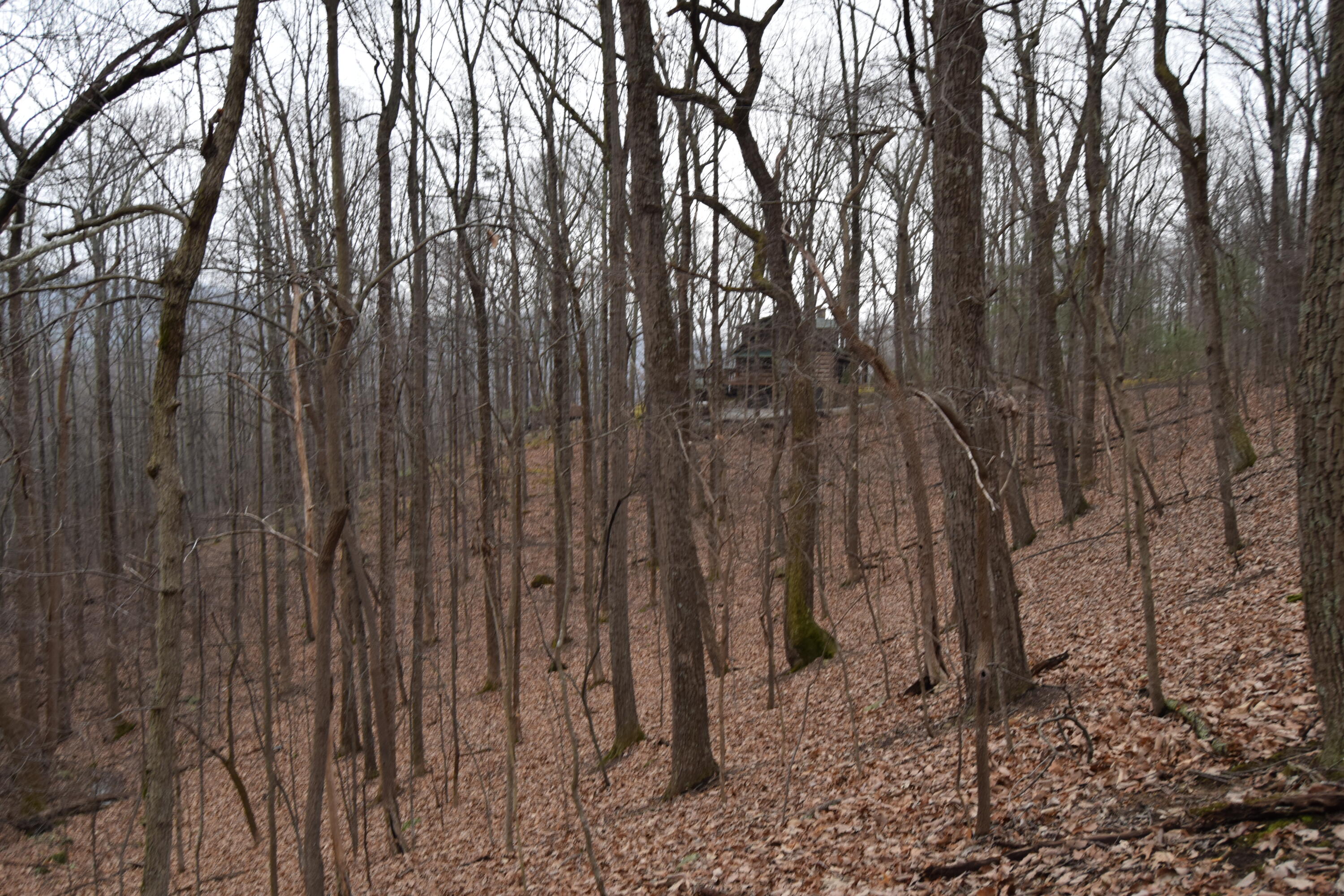 0 Hickory Falls Road Blue Ridge, VA 24064 - Photo 29 of 37 a view of a forest with large trees