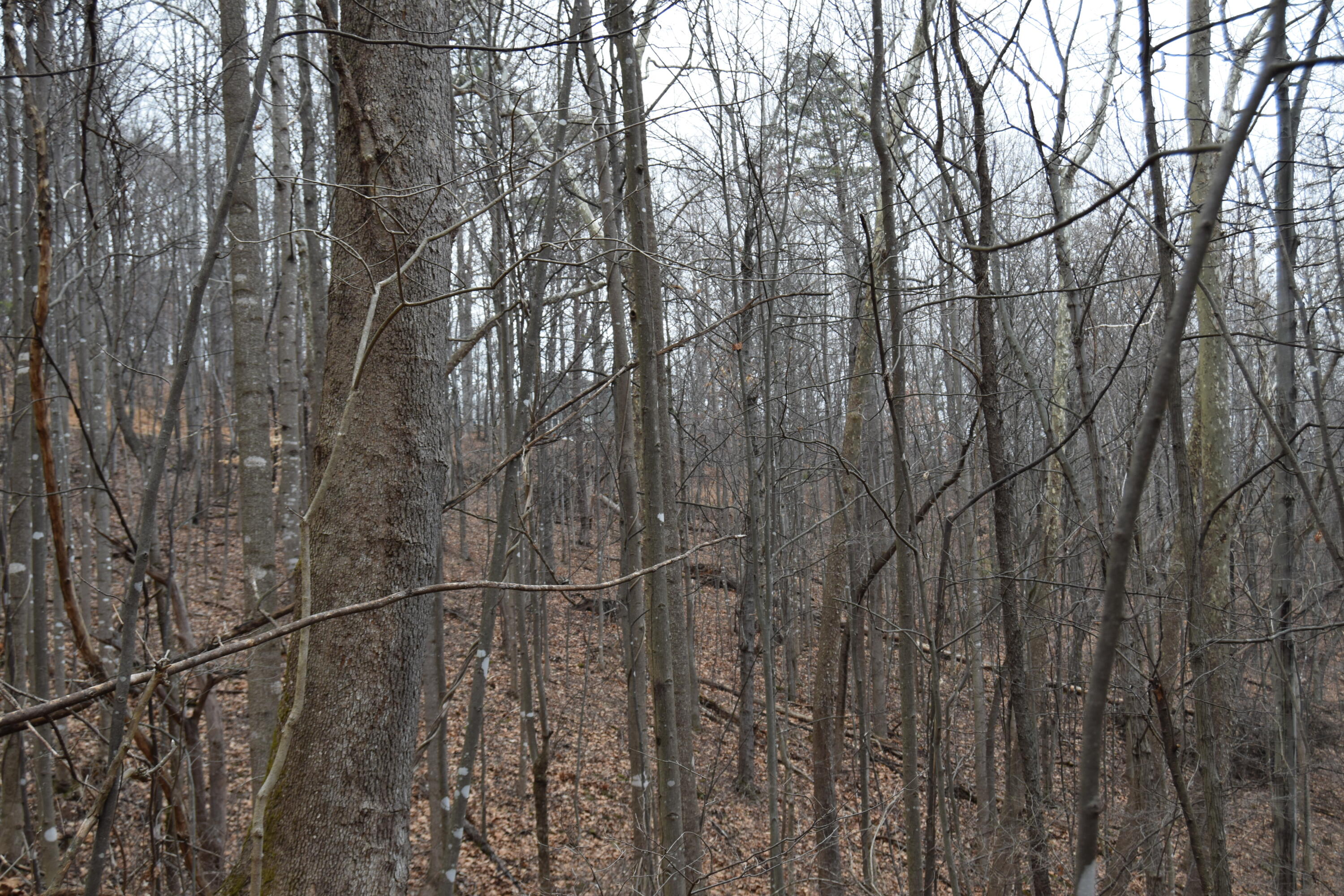 0 Hickory Falls Road Blue Ridge, VA 24064 - Photo 30 of 37 a view of a yard
