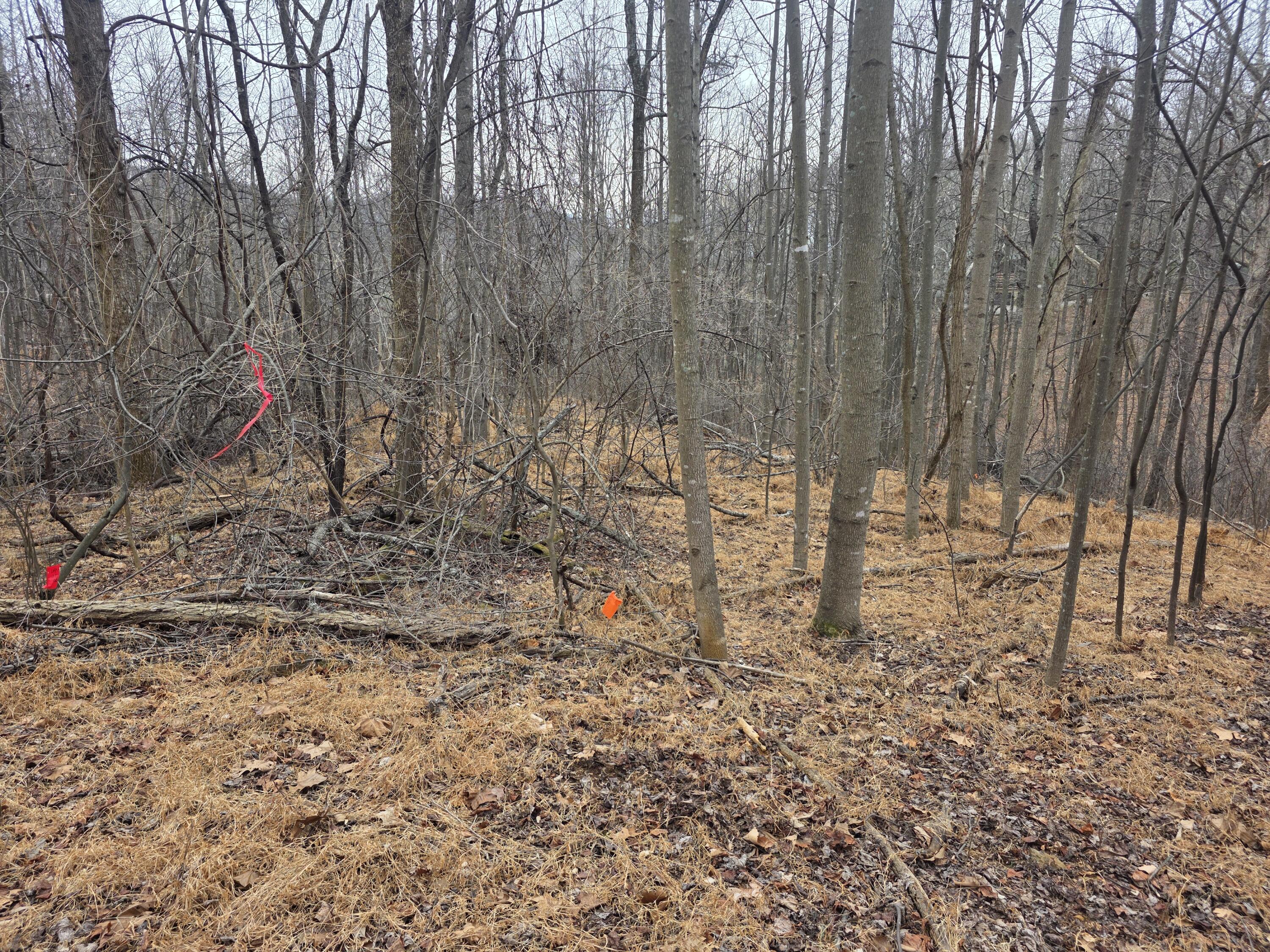 0 Hickory Falls Road Blue Ridge, VA 24064 - Photo 6 of 37 a view of yard with trees