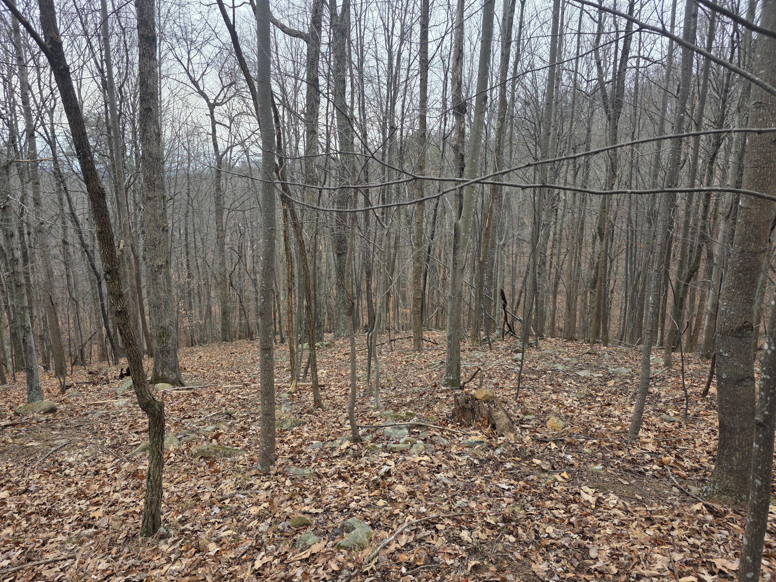 0 Hickory Falls Road Blue Ridge, VA 24064 - Photo 8 of 37 a view of a backyard