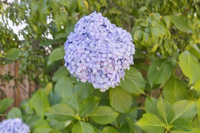 $2,395,000 | 1325 Paloma Avenue, Burlingame, CA 94010