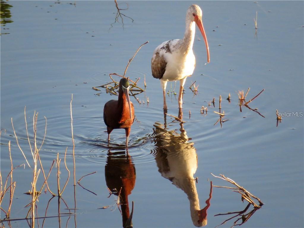 6315 Shoreline Drive, Unit 3307 Seminole, FL 33708 - Photo 35 of 40