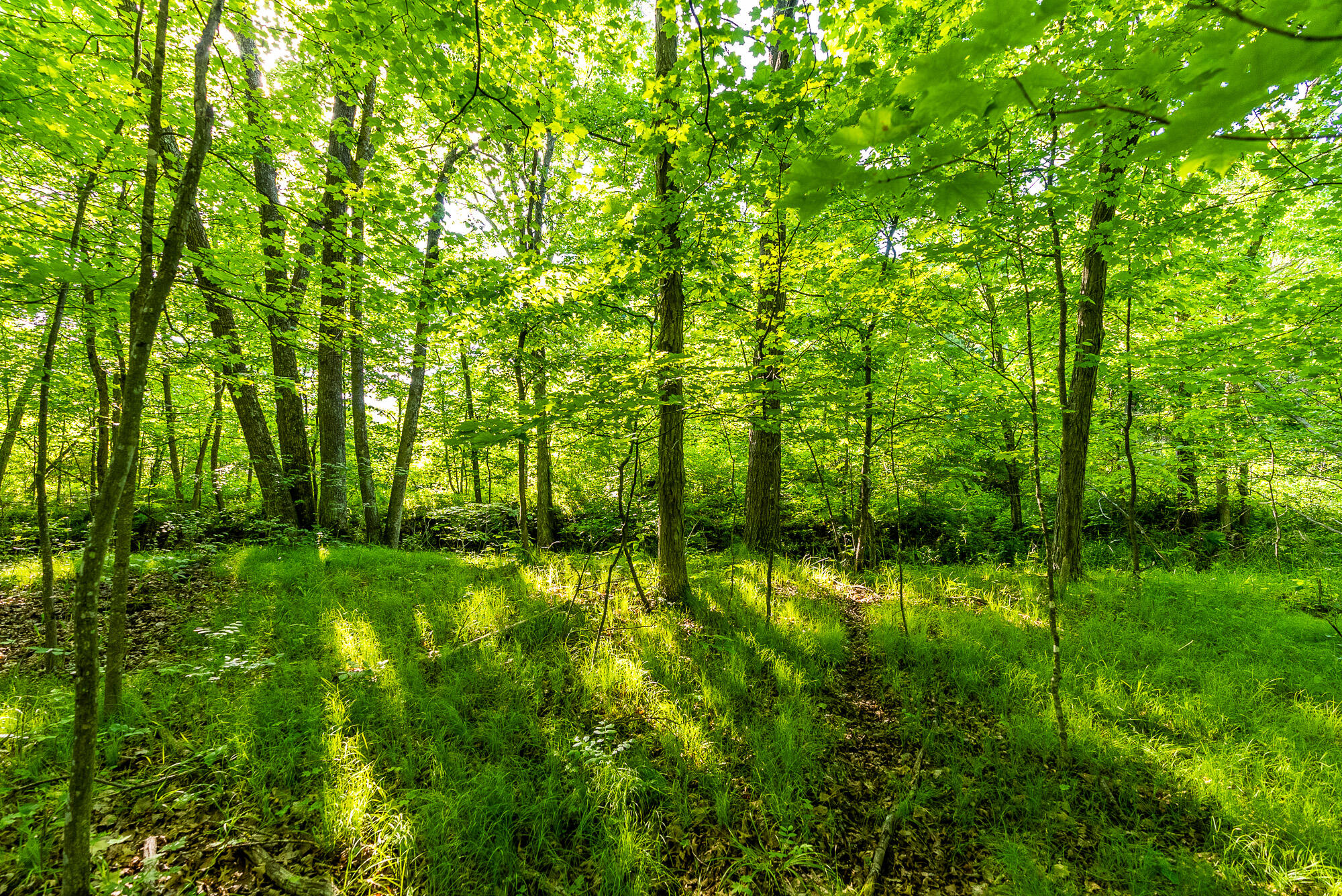 Lt0 Denzer Road North Freedom, WI 53951 - Photo 17 of 68 Sauk-County-WI-54-Acres-Land-For-Sale-17