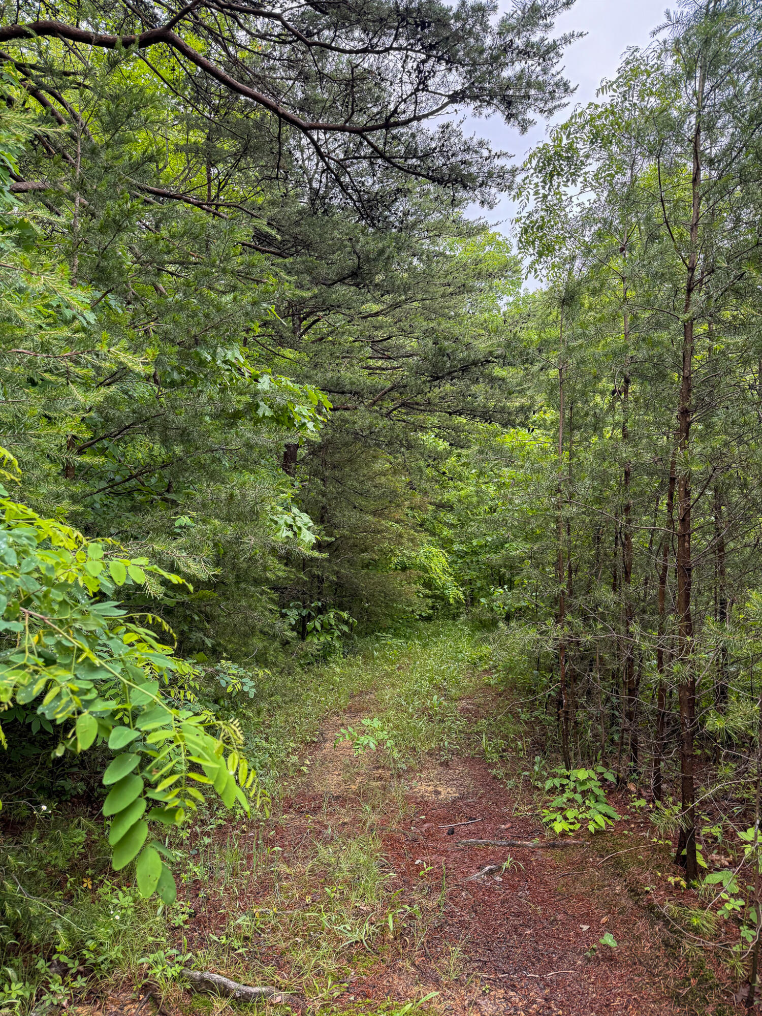 0 Cooper Ridge Road Wallingford, KY 41093 - Photo 11 of 16 Wooded property with a natural ground path