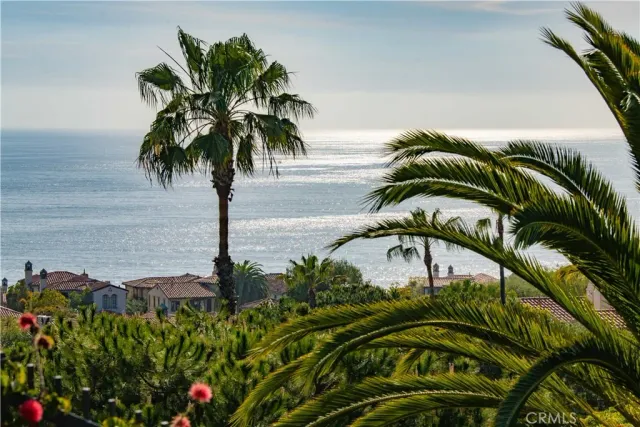 a picture of a palm plant