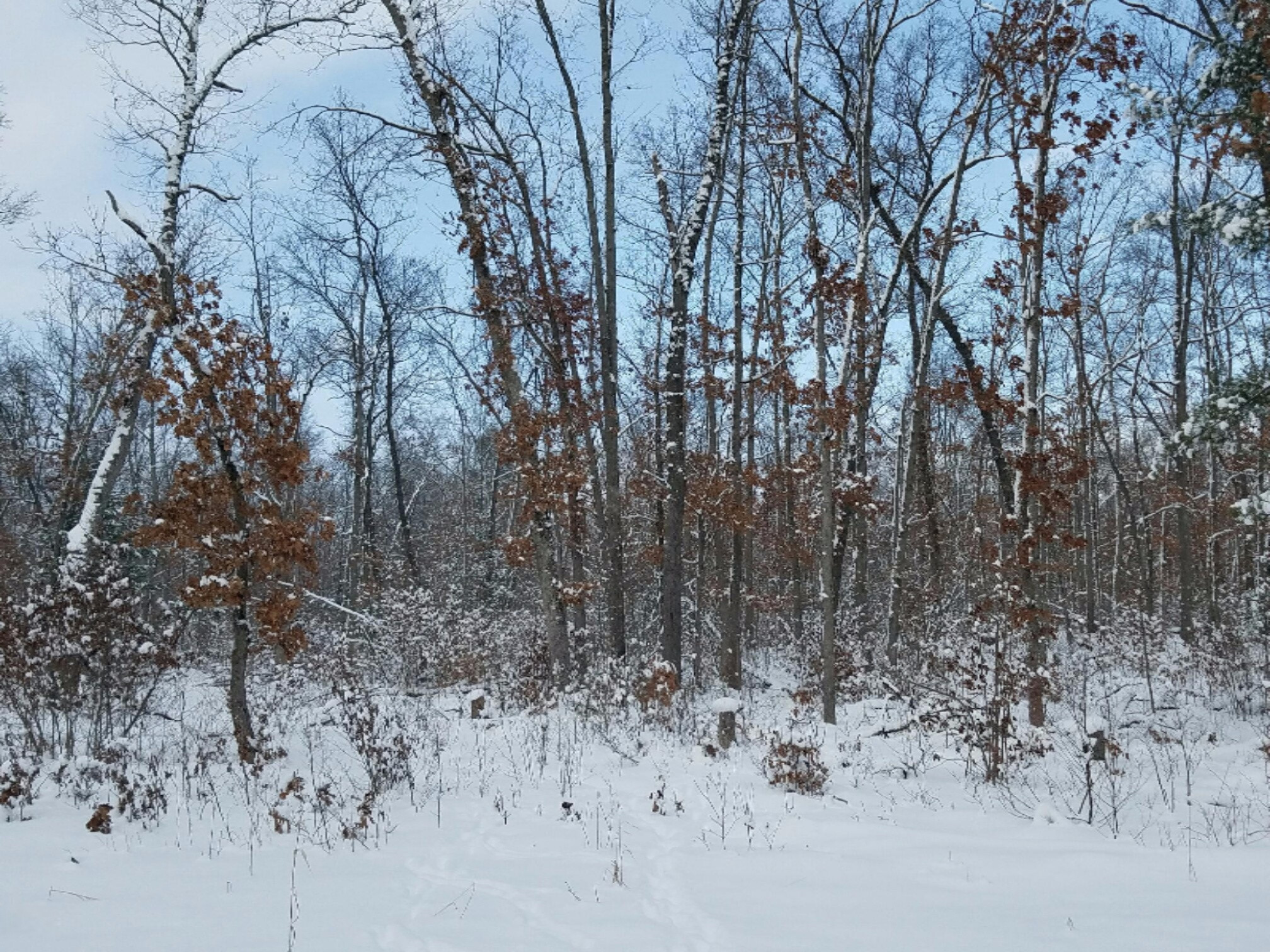 0 West McKinley Road, Unit 120 ACRES Rothbury, MI 49452 - Photo 2 of 2 Resized_20170106_135650