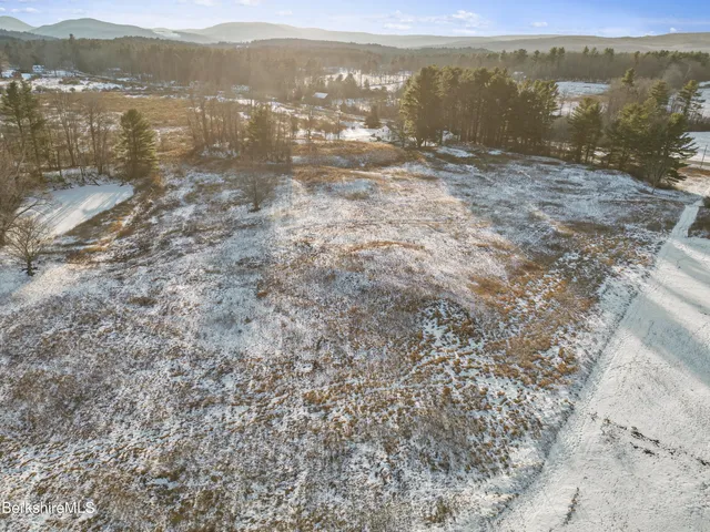 a view of a yard with plants and large trees