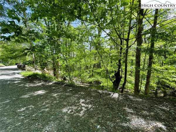 a view of a forest with trees