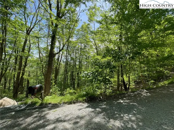 a view of a forest with trees