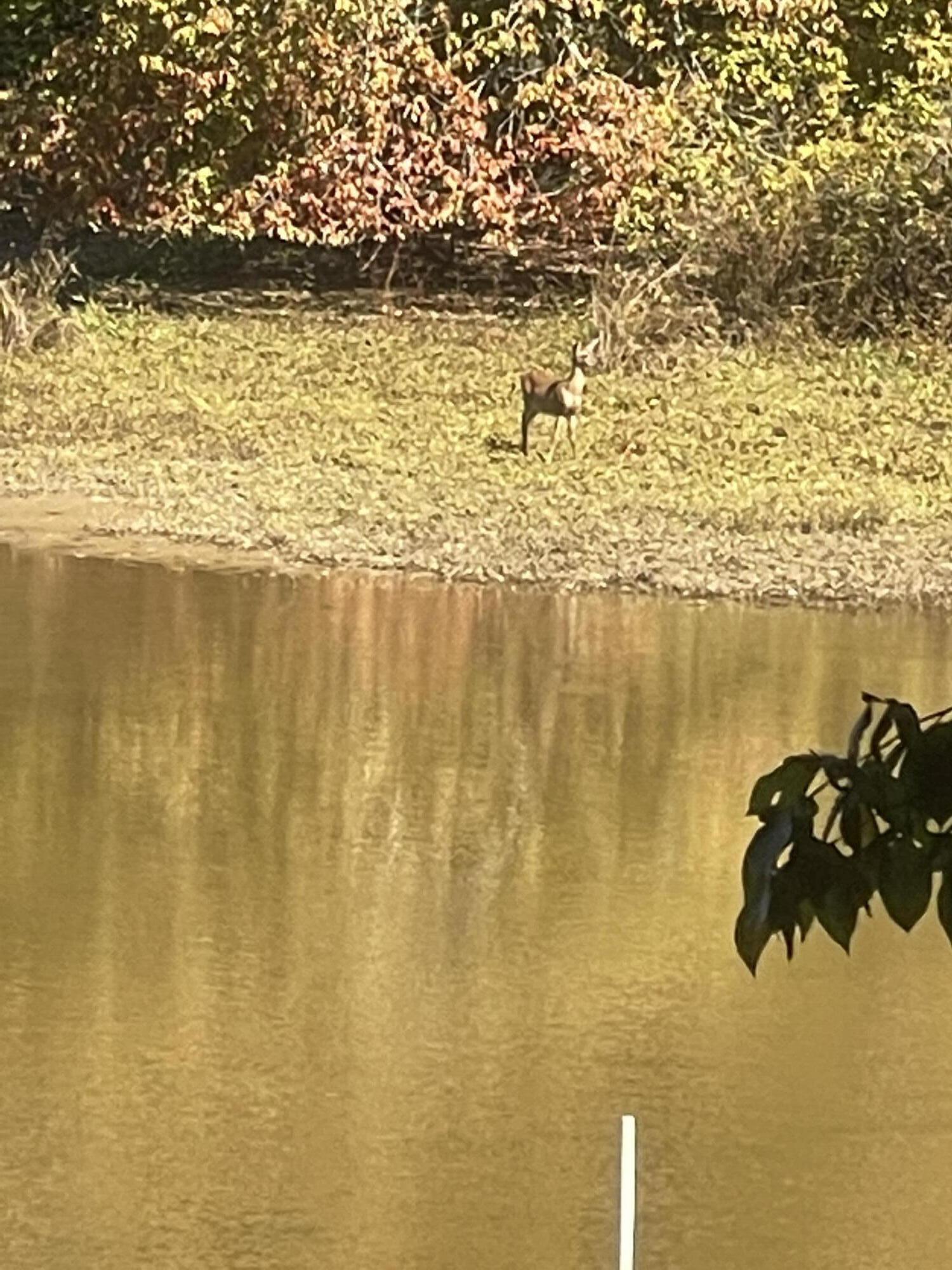 300 Sam Johnson Road Georgetown, TN 37336 - Photo 16 of 27 Wildlife!