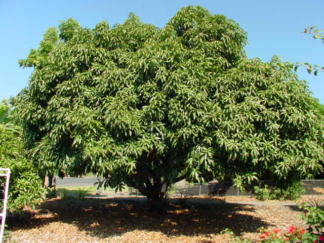 825780 B Napoopoo Road Captain Cook, HI 96704 - Photo 48 of 62 Gallery Image 48