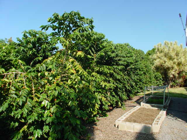 825780 B Napoopoo Road Captain Cook, HI 96704 - Photo 51 of 62 Gallery Image 51