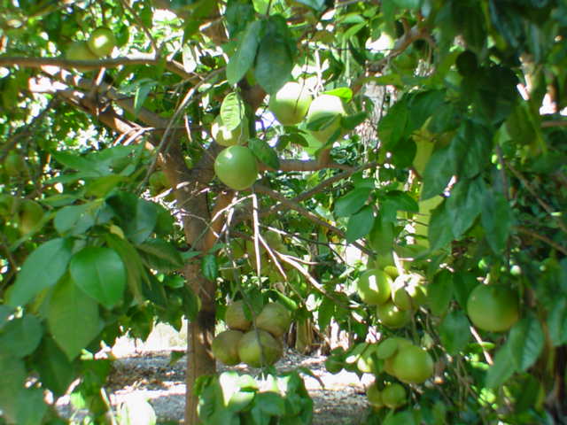 825780 B Napoopoo Road Captain Cook, HI 96704 - Photo 53 of 62 Gallery Image 53