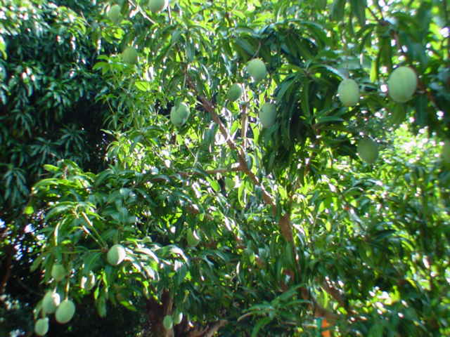 825780 B Napoopoo Road Captain Cook, HI 96704 - Photo 54 of 62 Gallery Image 54