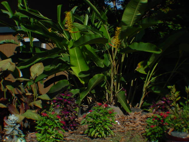 825780 B Napoopoo Road Captain Cook, HI 96704 - Photo 57 of 62 Gallery Image 57