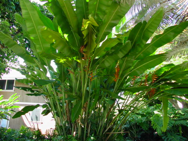 825780 B Napoopoo Road Captain Cook, HI 96704 - Photo 59 of 62 Gallery Image 59