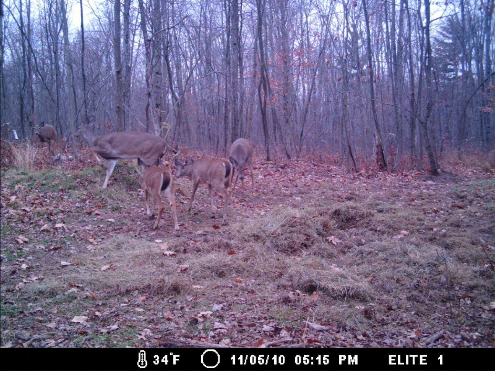 2456 North Edmonds Road Turner, MI 48765 - Photo 2 of 10 MDGC0002