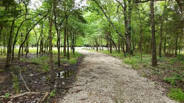 a view of a big yard with plants and trees