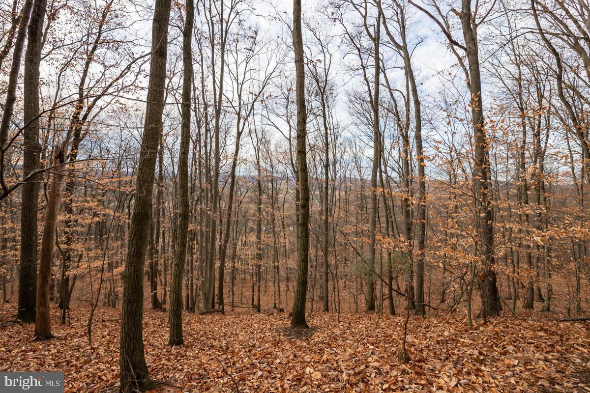 0 Sheep Hill Road Oley, PA 19547 - Photo 4 of 16 a view of a forest