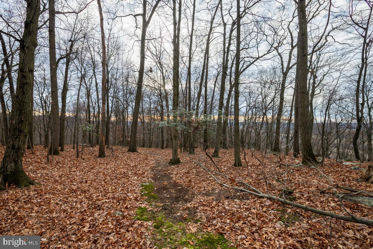 0 Sheep Hill Road Oley, PA 19547 - Photo 5 of 16 a big yard with lots of green space and trees