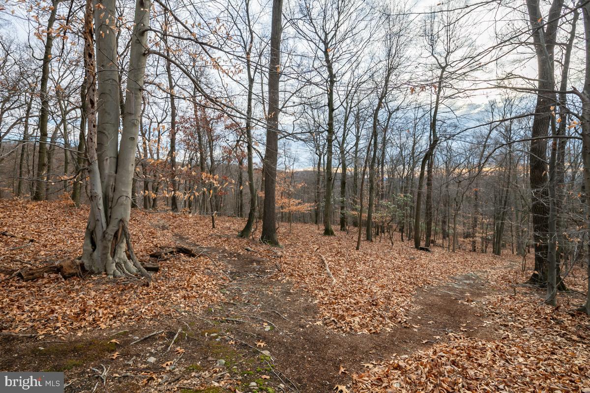 0 Sheep Hill Road Oley, PA 19547 - Photo 6 of 16 a backyard of a house with trees