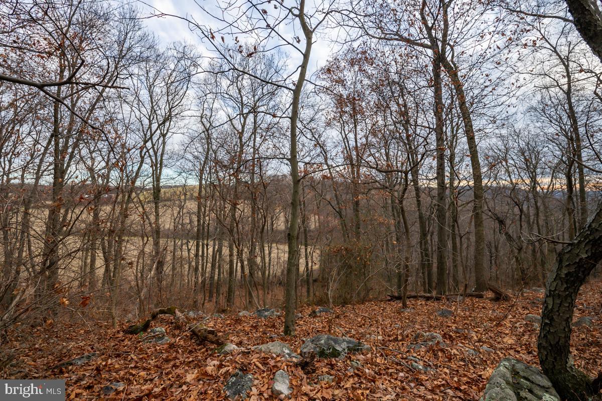 0 Sheep Hill Road Oley, PA 19547 - Photo 8 of 16 a view of a yard with trees