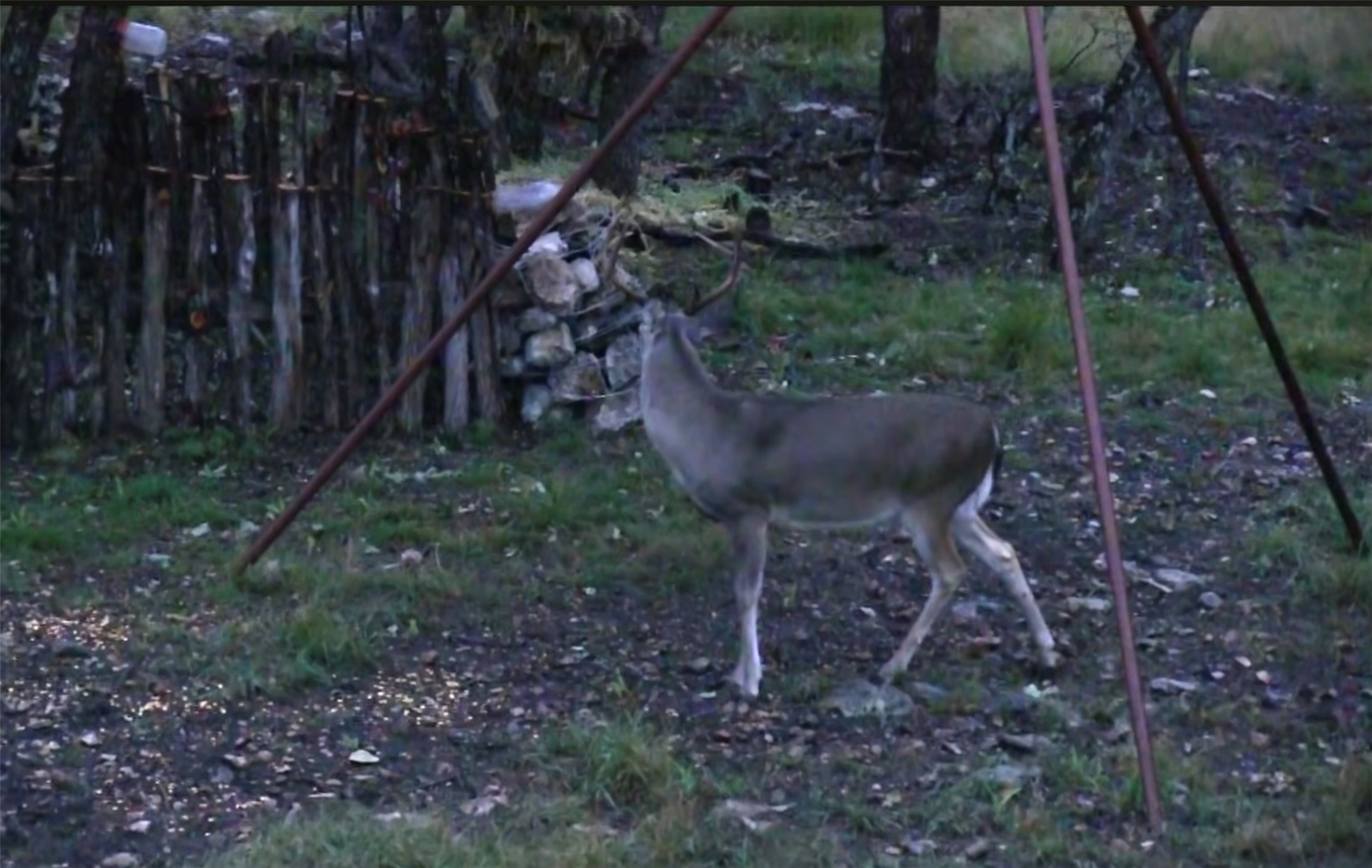 12391 SD 52000 Rocksprings, TX 78880 - Photo 16 of 48 a view of a backyard