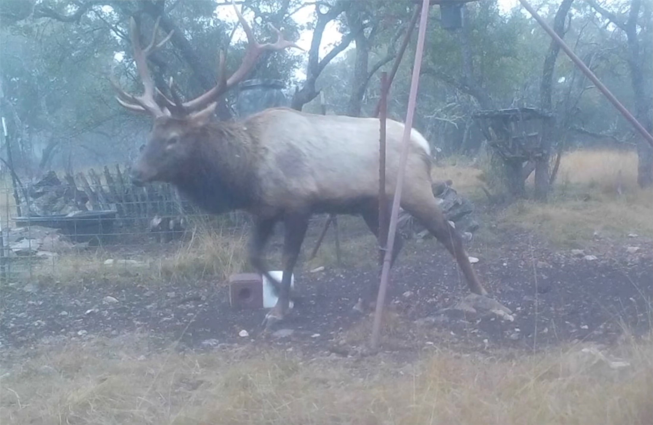 12391 SD 52000 Rocksprings, TX 78880 - Photo 17 of 48 a view of a yard