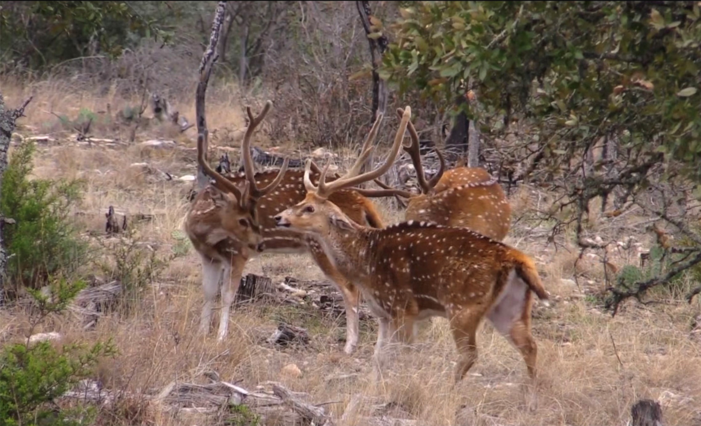 12391 SD 52000 Rocksprings, TX 78880 - Photo 21 of 48