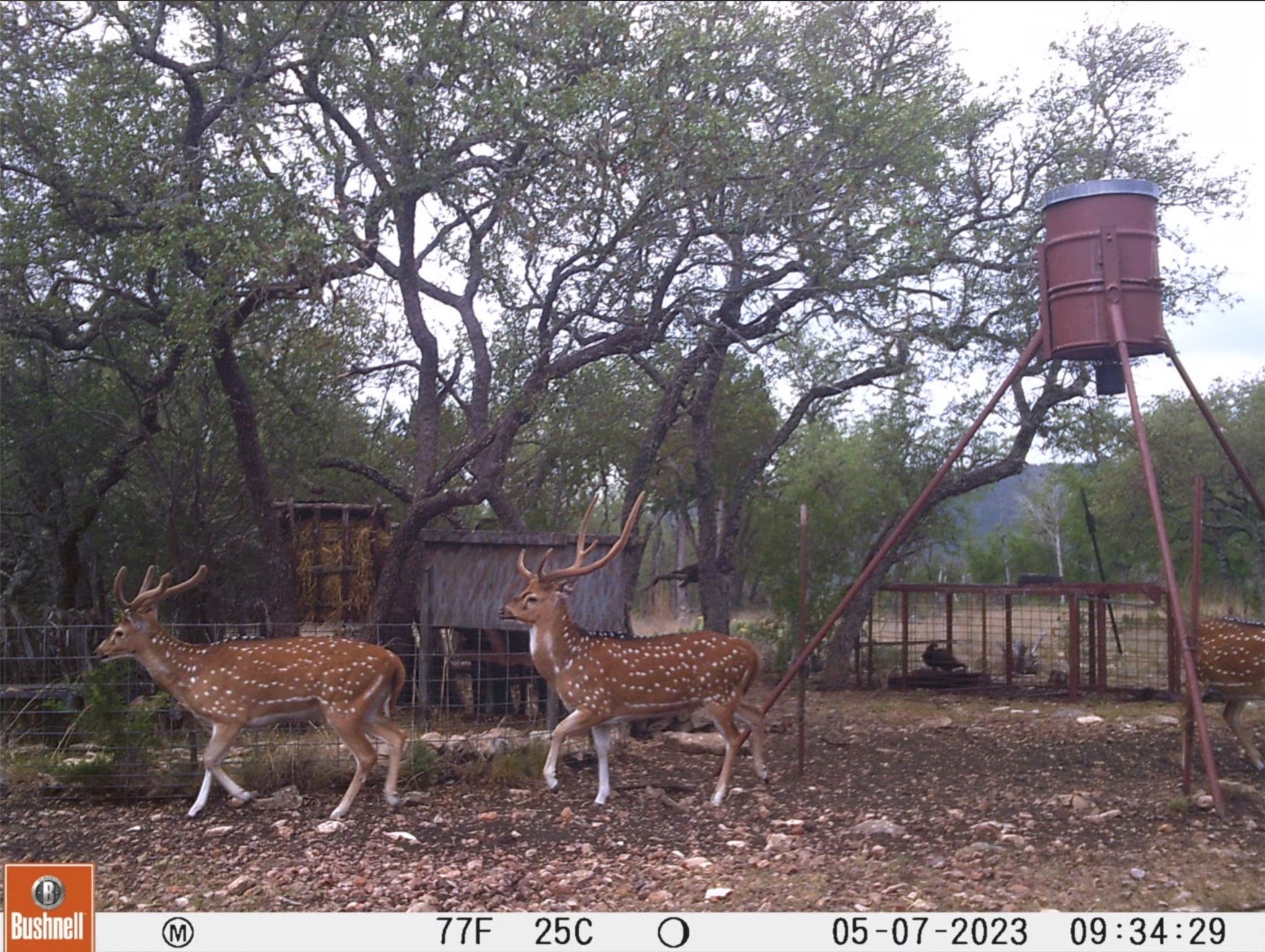 12391 SD 52000 Rocksprings, TX 78880 - Photo 23 of 48 a backyard of a house with table and chairs