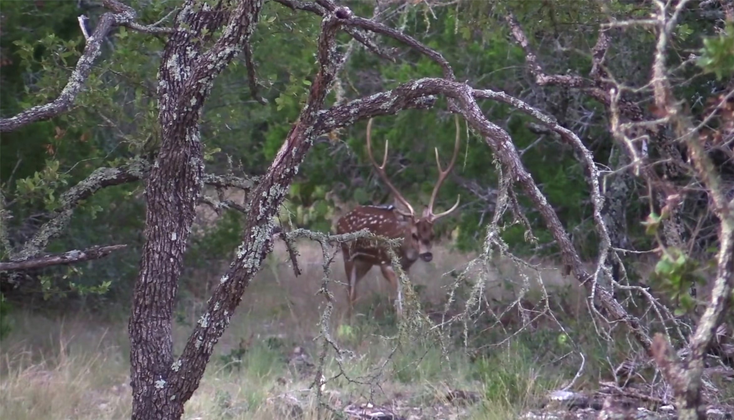12391 SD 52000 Rocksprings, TX 78880 - Photo 24 of 48 a view of a yard