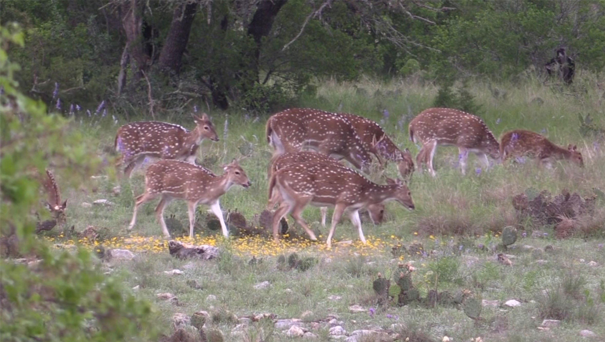 12391 SD 52000 Rocksprings, TX 78880 - Photo 28 of 48 a front view of a house with a yard and parking