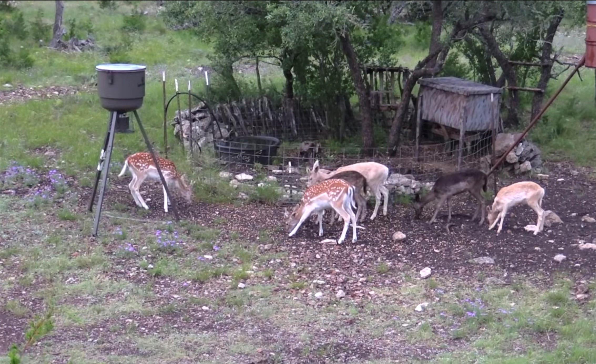 12391 SD 52000 Rocksprings, TX 78880 - Photo 31 of 48 a backyard of a house with table and chairs