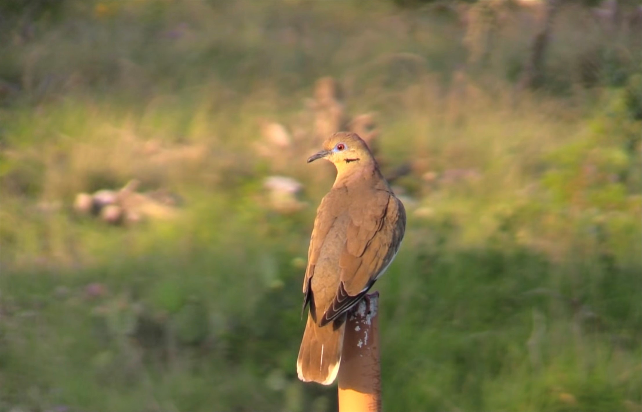 12391 SD 52000 Rocksprings, TX 78880 - Photo 33 of 48 a view of entryway
