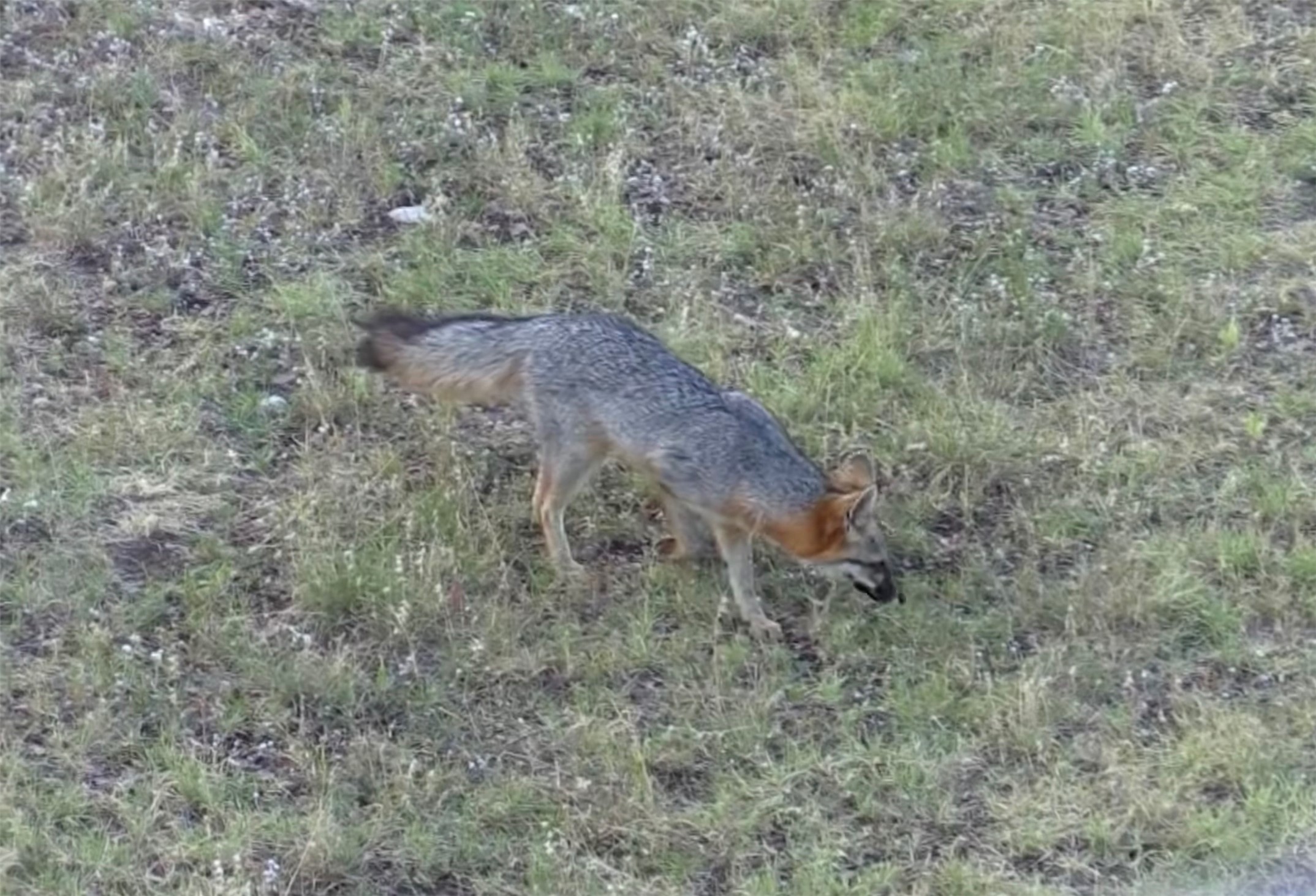 12391 SD 52000 Rocksprings, TX 78880 - Photo 35 of 48 a view of a dry yard with green space