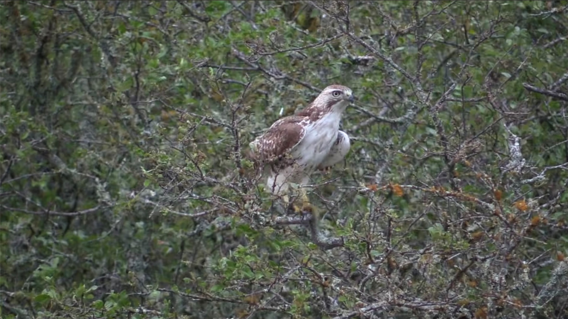 12391 SD 52000 Rocksprings, TX 78880 - Photo 36 of 48 a view of a forest