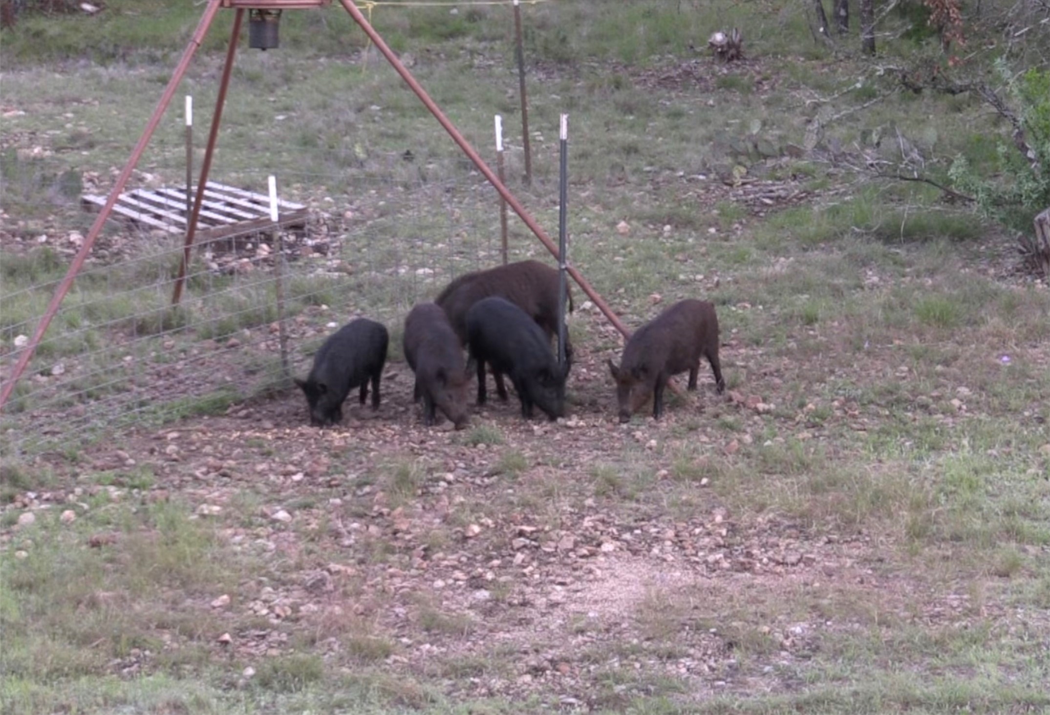 12391 SD 52000 Rocksprings, TX 78880 - Photo 37 of 48 a view of a backyard of the house
