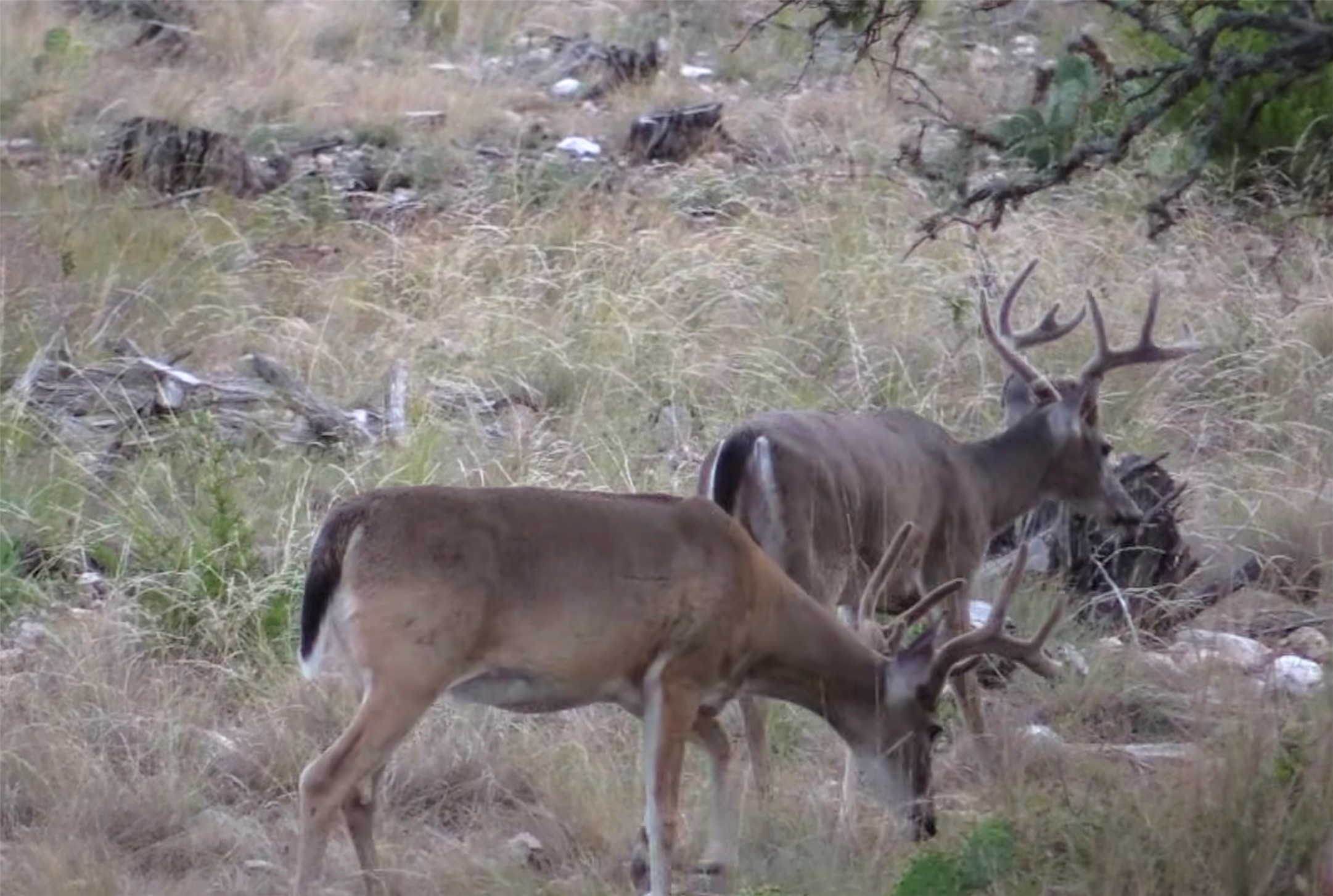 12391 SD 52000 Rocksprings, TX 78880 - Photo 8 of 48 a view of outdoor space and garden