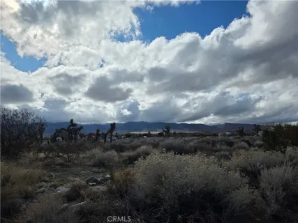 a view of a lot of trees