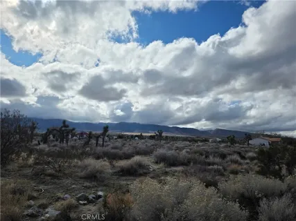 a view of a bunch of trees