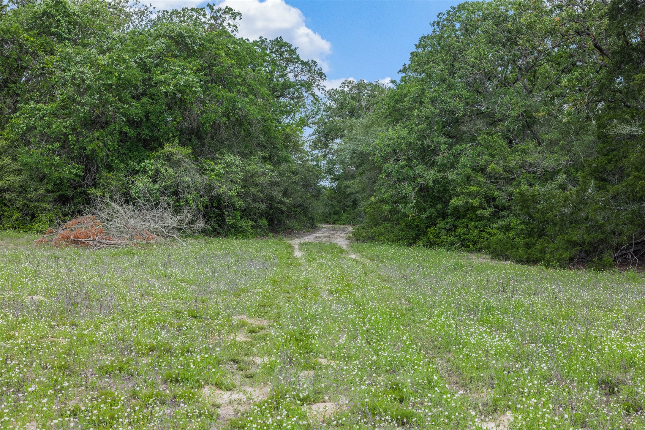 622 Red Rock Ranch Road Red Rock, TX 78662 - Photo 24 of 46 a view of a field of grass and trees