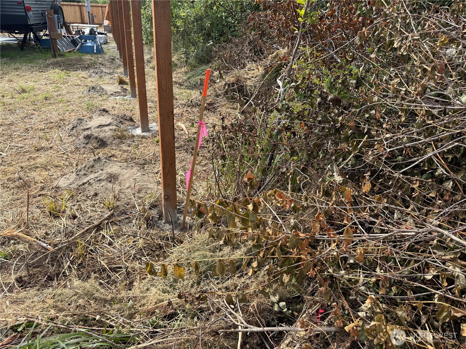 96 X State Route 105 Grayland, WA 98547 - Photo 11 of 11 a close up of a tree