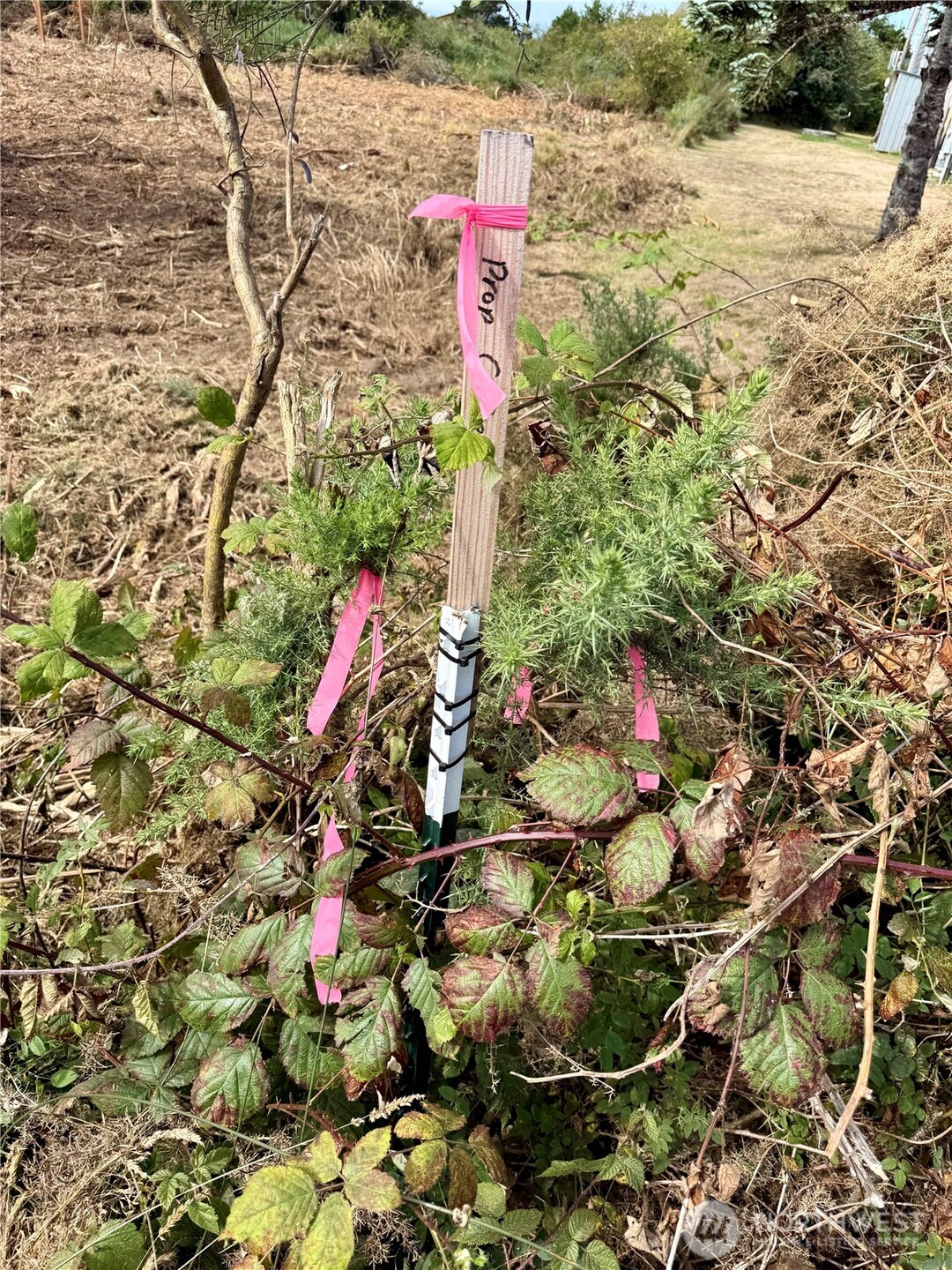 96 X State Route 105 Grayland, WA 98547 - Photo 9 of 11 a street view