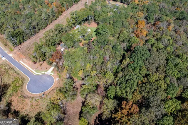 a view of a forest with a tree