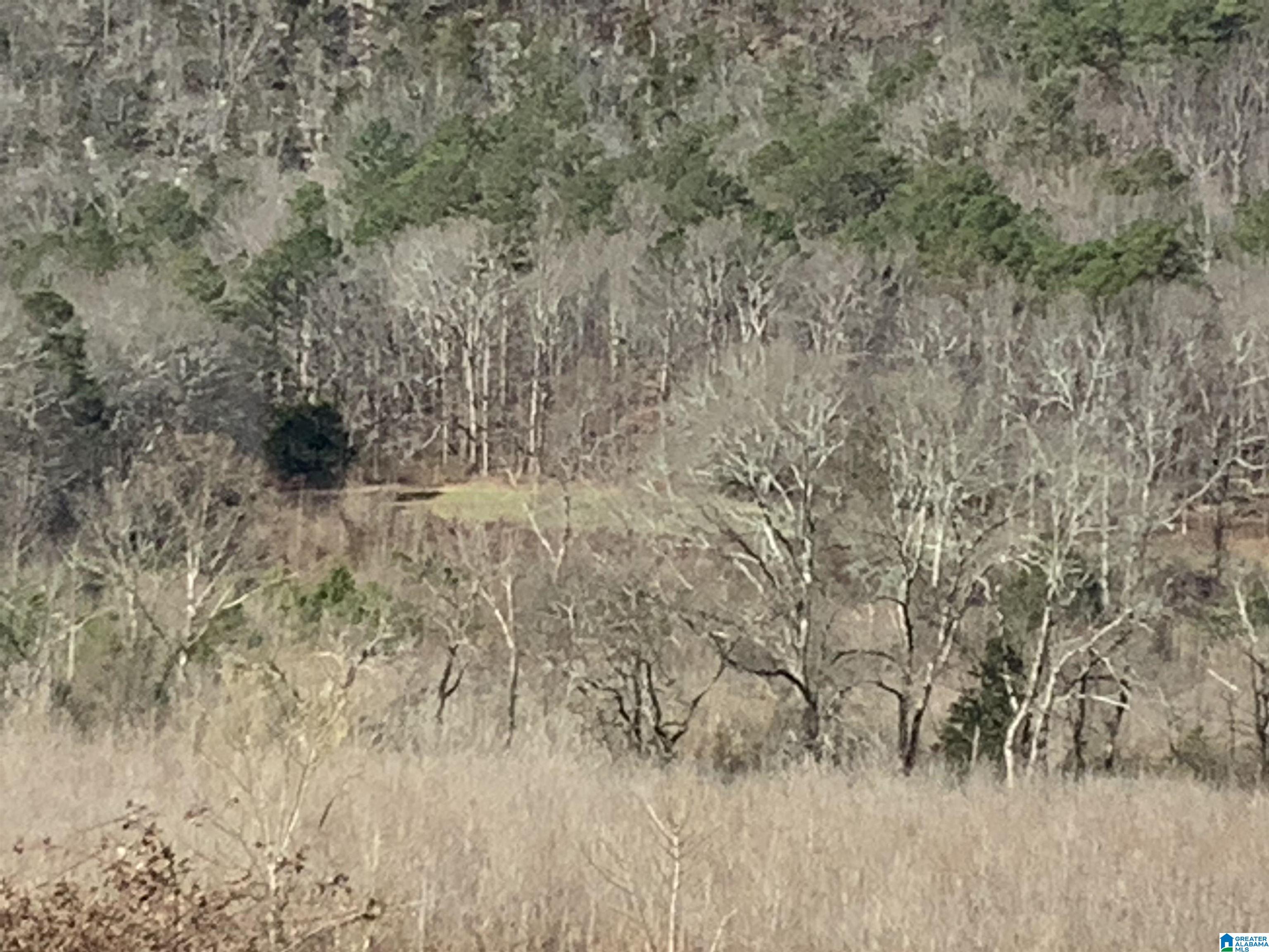 0 Highway 42 Oneonta, AL 35121 - Photo 7 of 8